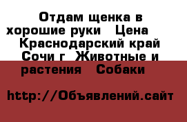 Отдам щенка в хорошие руки › Цена ­ 3 - Краснодарский край, Сочи г. Животные и растения » Собаки   